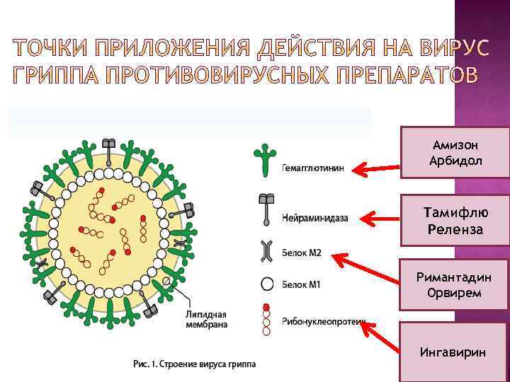 Точки грипп. Действие противовирусных препаратов схема. Схематическая структура вируса гриппа. Механизм действия противовирусных препаратов. Действие противовирусных препаратов на вирусы.