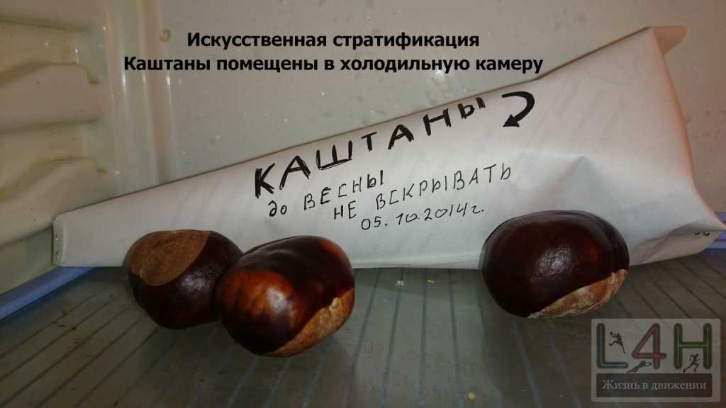 Как вырастить каштан? 23 фото как посадить его? как прорастить орех в домашних условиях? уход за саженцем из плода. можно ли пересадить дерево весной?