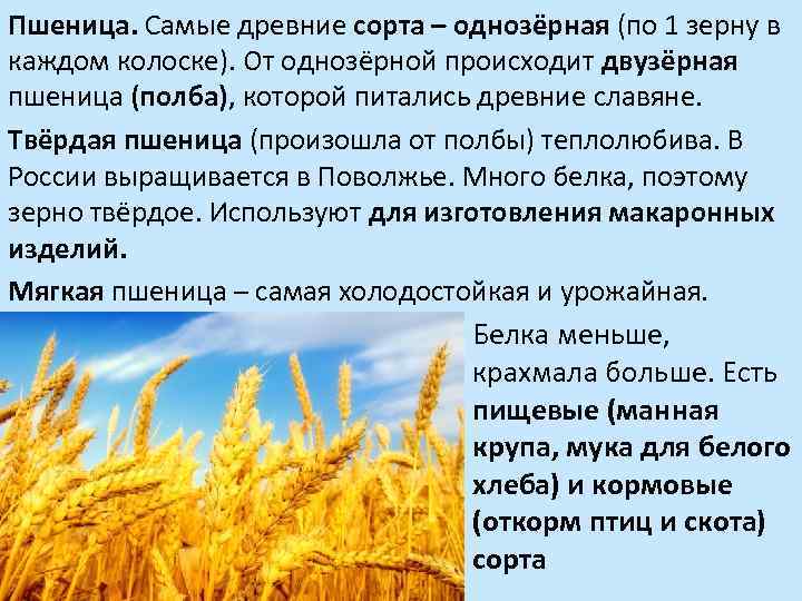 Твердая пшеница (дурум): что это такое, чем отличается от мягких сортов, как выращивается и в каких сферах её используют