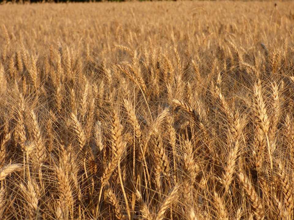 Тип и строение корневой системы пшеницы