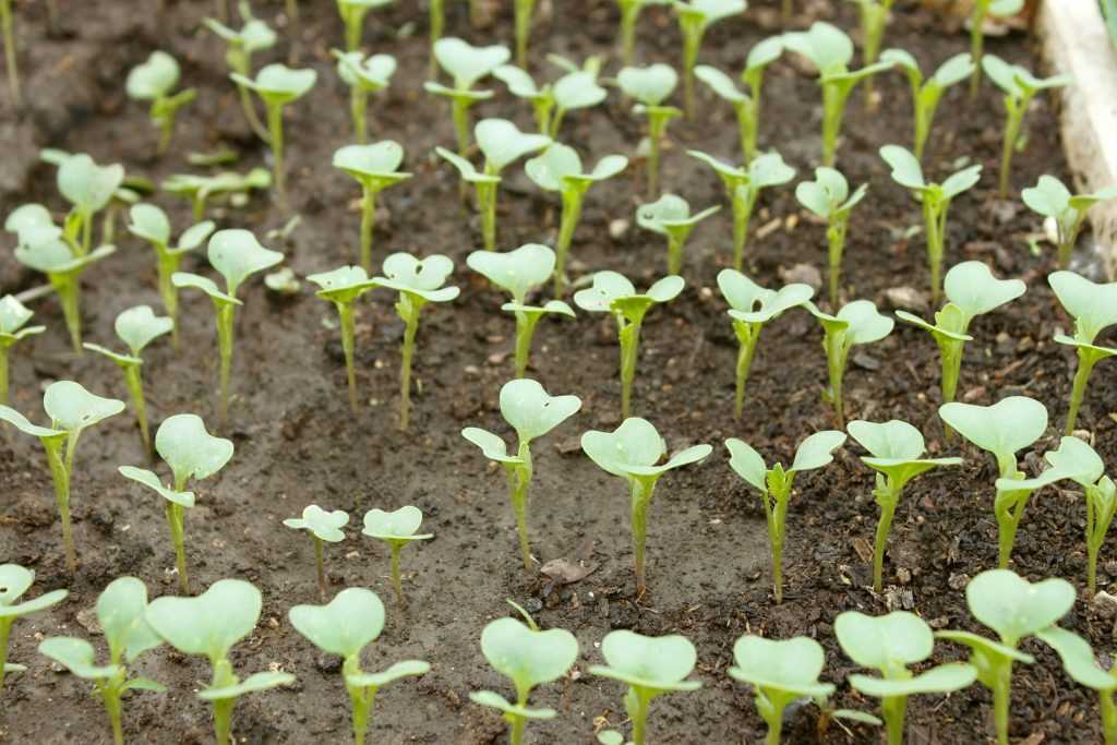 13 лучших сортов капусты брокколи с фото и описанием – антонов сад