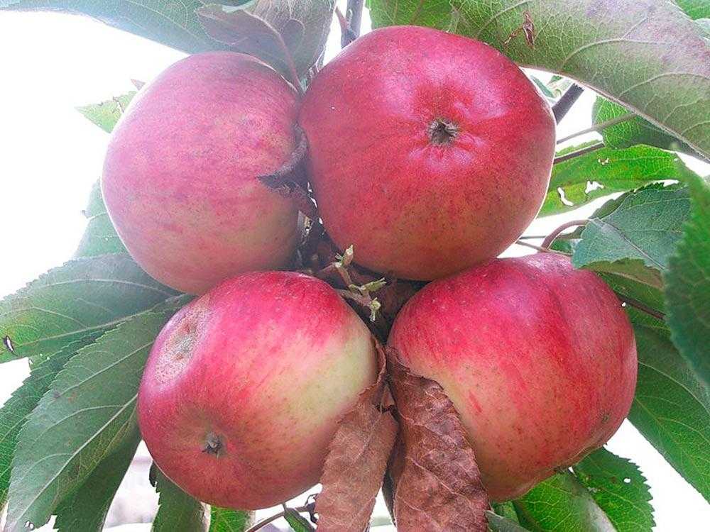 Яблони для средней полосы