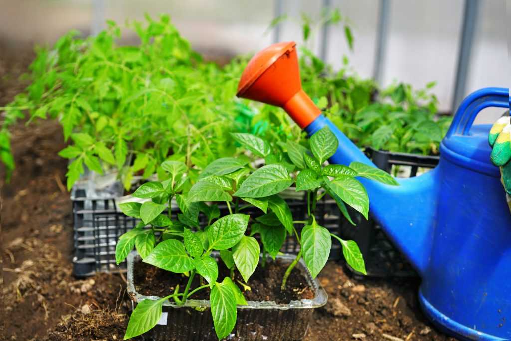 Острота в вашем доме всегда под рукой: как выращивать перец чили в домашних условиях