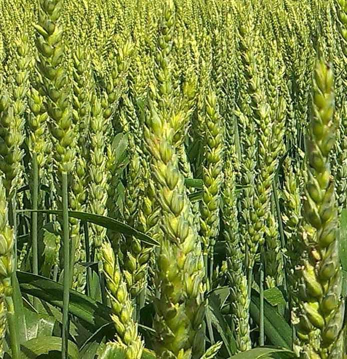Выращивание пшеницы: технология, условия, регионы :: businessman.ru