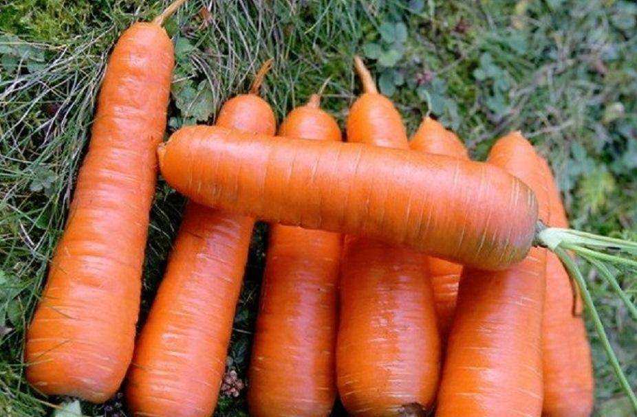 Морковь шантане: особенности, преимущества, описание популярных сортов, правила агротехники, отзывы овощеводов