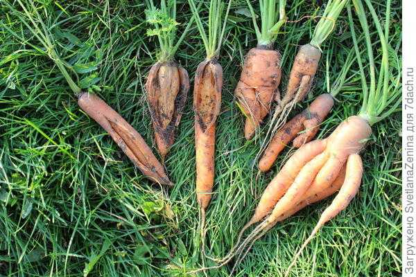 Почему морковь растет корявая и рогатая – причины и что делать?