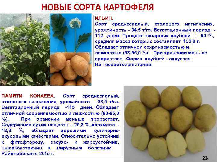 Картофель журавинка: описание сорта, характеристика, фото русский фермер