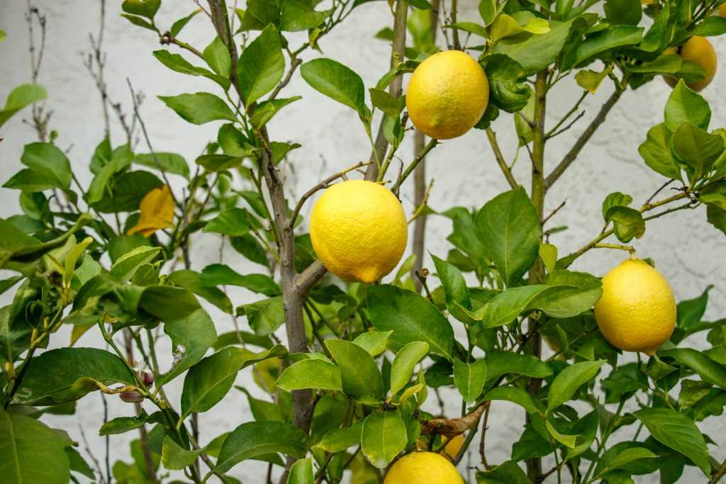 ✅ у лимона липкие листья что делать с налетом какая болезнь - cvetochki-rostov-na-donu.ru