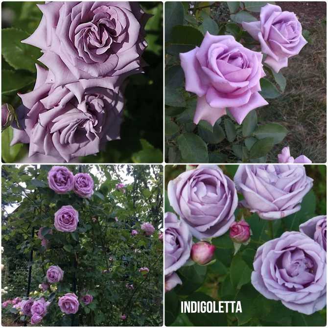 Фиолетовые розы: 7 самых лучших сортов, посадка и уход