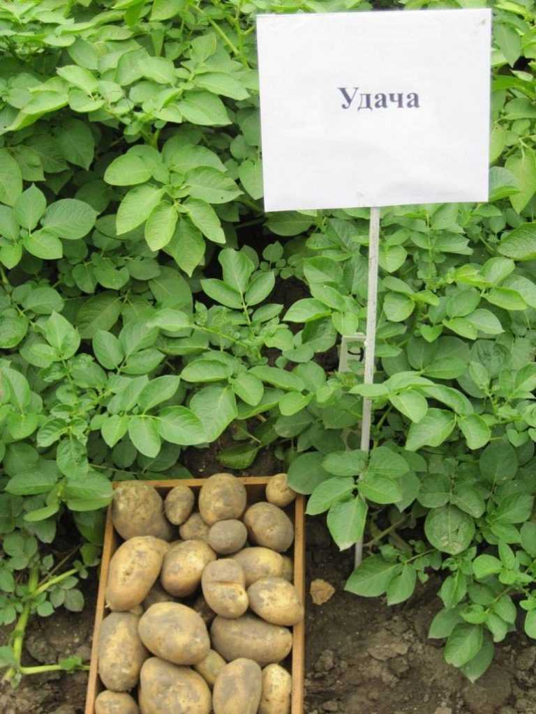 Картофель вега – описание сорта, фото, отзывы
