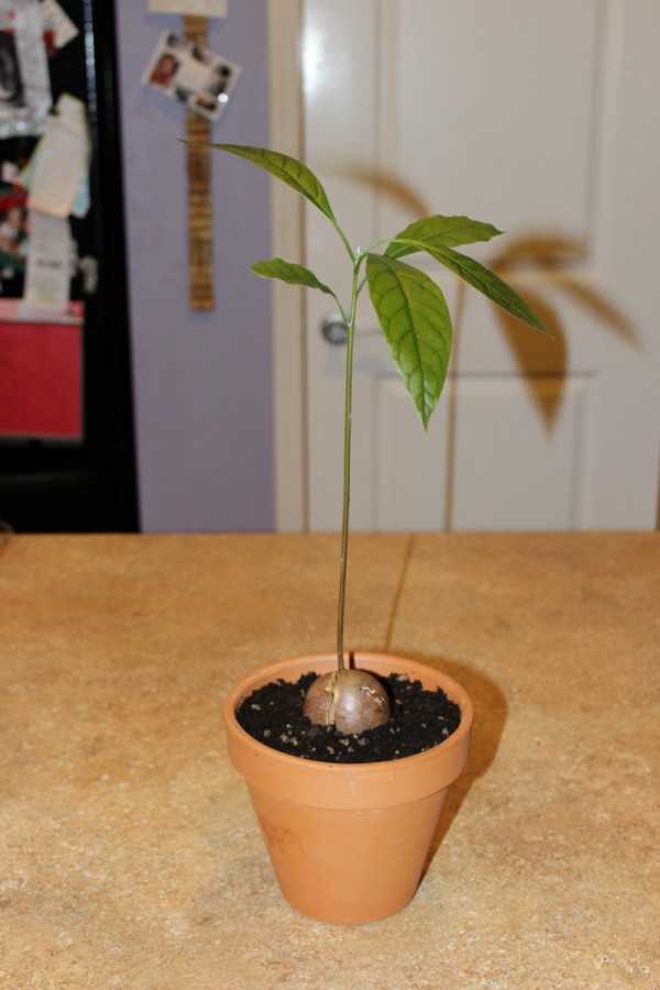 Выращивание папайи в домашних условиях из косточки