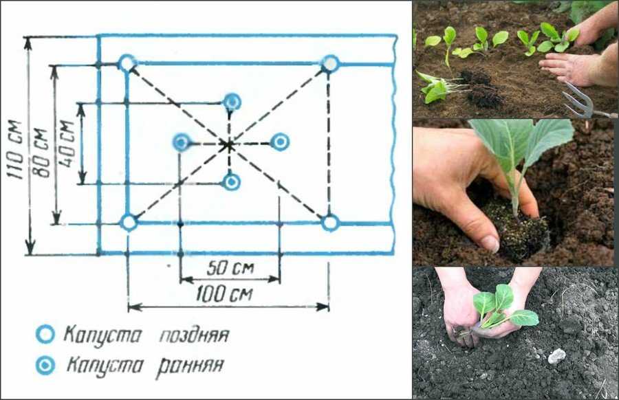 Кольраби: выращивание на огороде, сорта