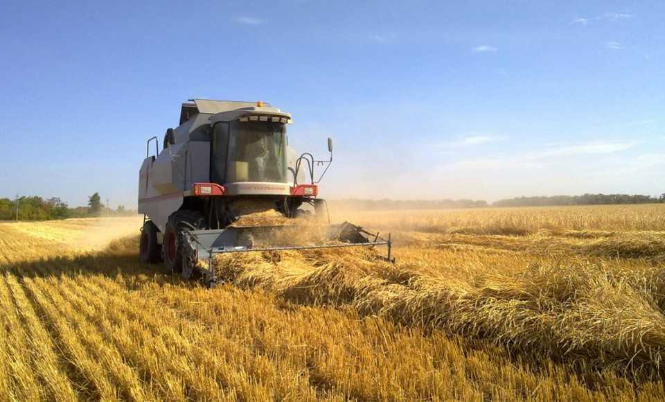 Пшеница как сидерат: в чем польза, когда сеять, с какими культурами
