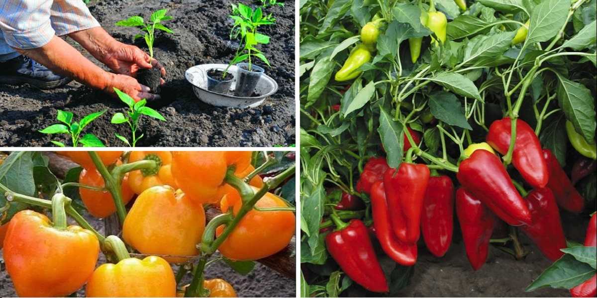 Обзор толстостенного и высокоурожайного перца «бивень»: что это за сорт и как его вырастить на своем участке
