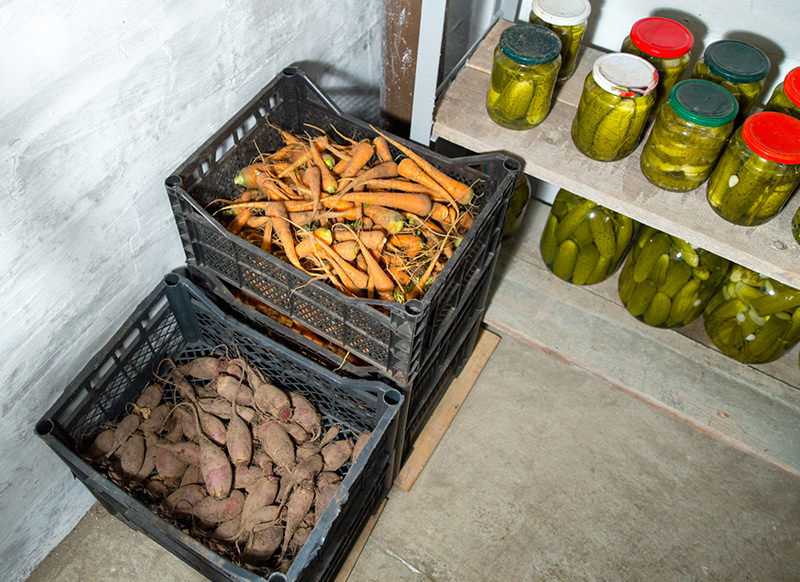 Как правильно хранить картофель зимой в погребе: подготовка помещения и тары, сортировка клубней