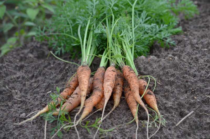 Морковь: уборка урожая и хранение на зиму — сроки и правила сбора