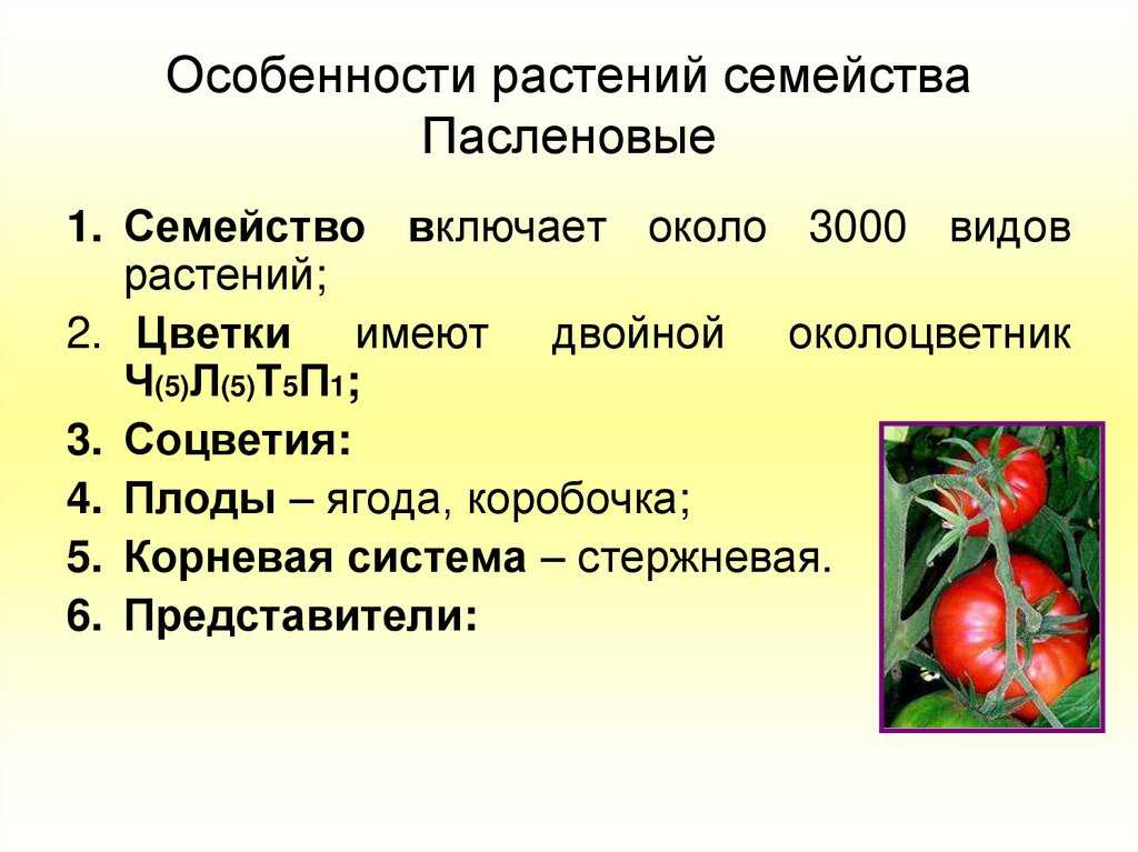 Картофель — описание, польза и вред, состав, калорийность овоща