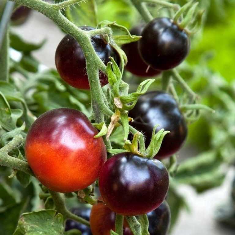 Самые необычные сорта томатов: по форме и цвету, ребристые, белые, черные, зеленые, рейтинг и отзывы огородников
