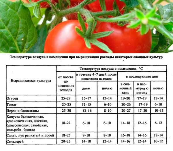 Минимальная температура для рассады томатов