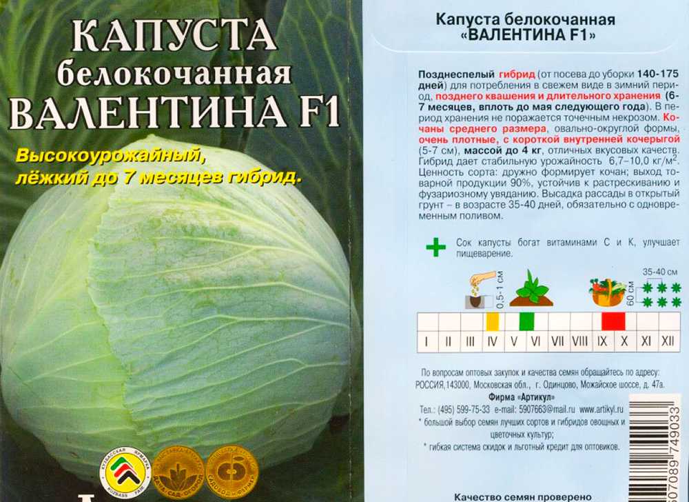 Вкусный, полезный и ароматный сорт белокочанной капусты — тиара f1: описание и характеристика