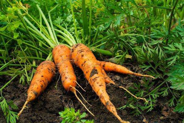 Почему плохо растёт морковь?