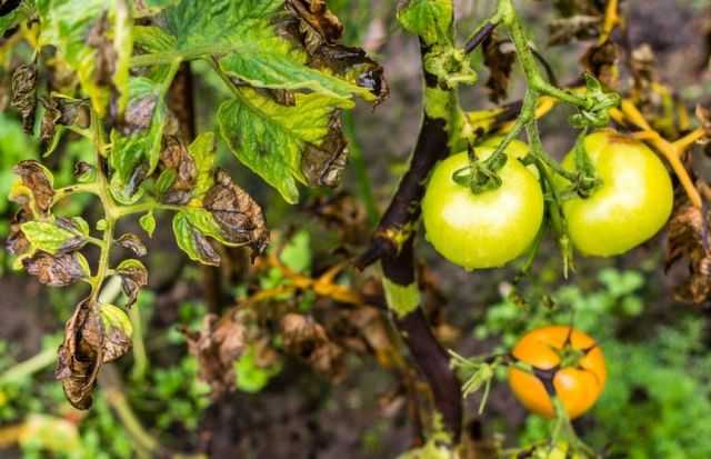 Лечение фитофторы на томатах: препараты, народные средства, профилактика