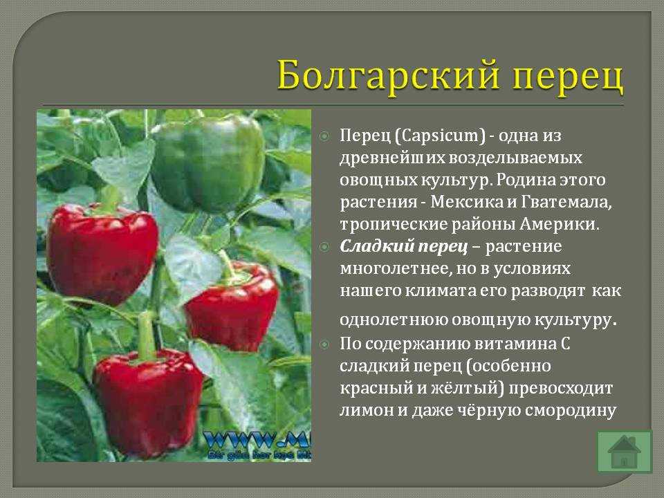 Баклажан — это овощ, ягода или фрукт