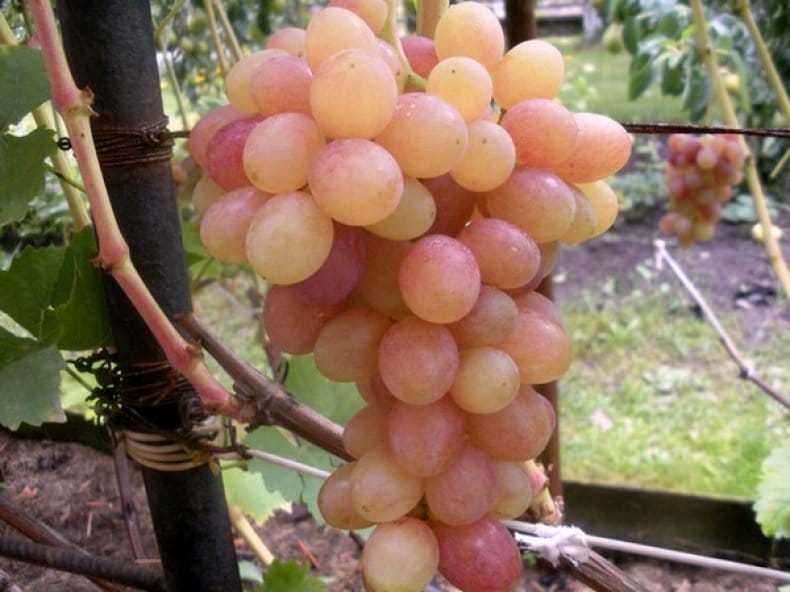 Особенности выращивания винограда в подмосковье: лучшие сорта для открытого грунта и теплицы, посадка, уход