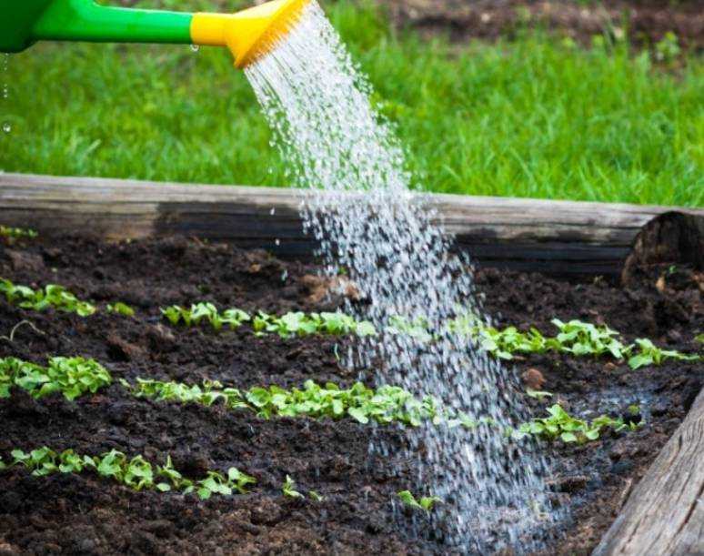 Чем подкормить петрушку для роста: лучшие удобрения, если не всходит или плохо растет, какие удобрения и как вносить
