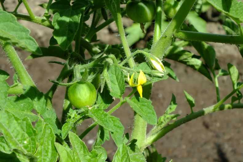 Кусты помидоров: почему плохо растут, не завязываются плоды, много зелени, что делать, фото, видео
