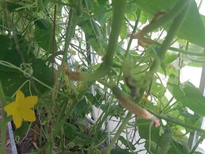 Нет завязи на баклажанах ( 10 фото): почему не завязывается, но цветет овощ и почему