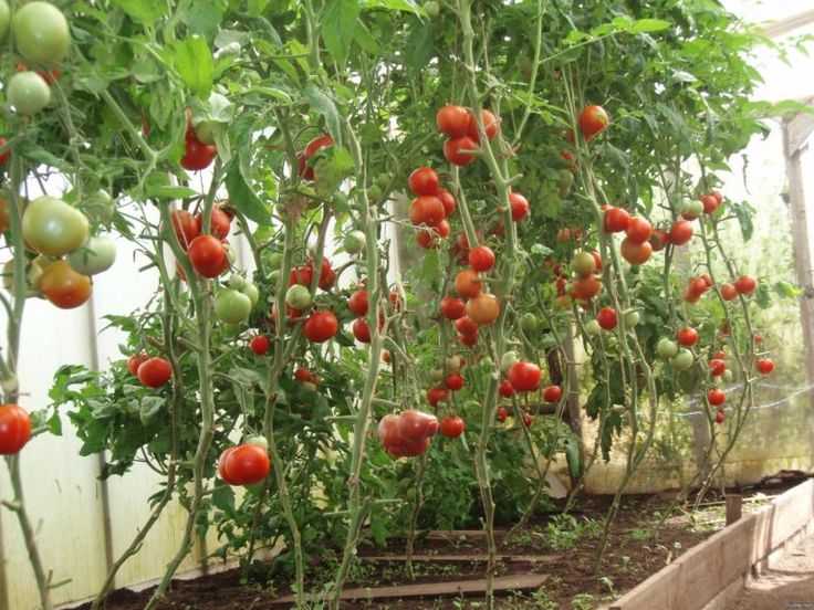 Пошаговая инструкция, как правильно пасынковать томаты черри всех сортов: правила формирования куста