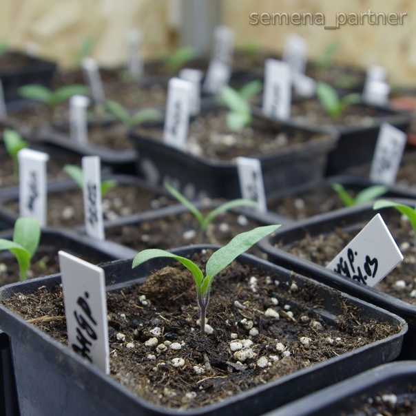Сельдерей корневой: посадка и уход, выращивание из семян