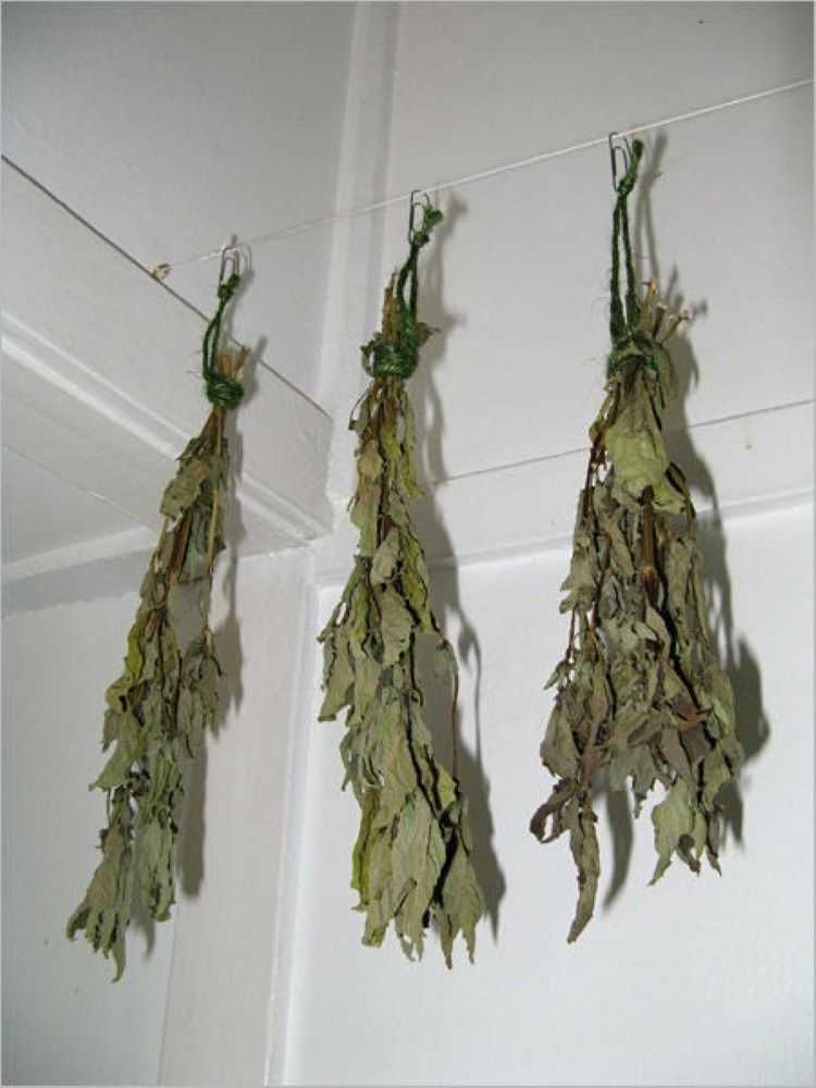 Как сушить базилик в домашних условиях правильно. когда собирать базилик на сушку на зиму и на зелень?