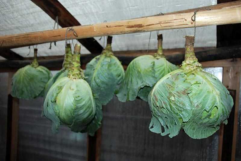 Как сохранить капусту на балконе зимой: какие сорта можно хранить, способы хранения урожая на лоджии, срок годности овоща