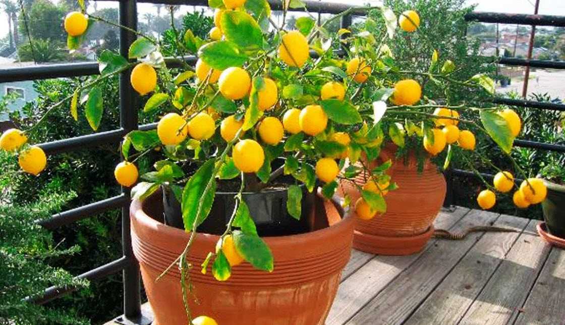 Как посадить и вырастить лимон из косточки дома