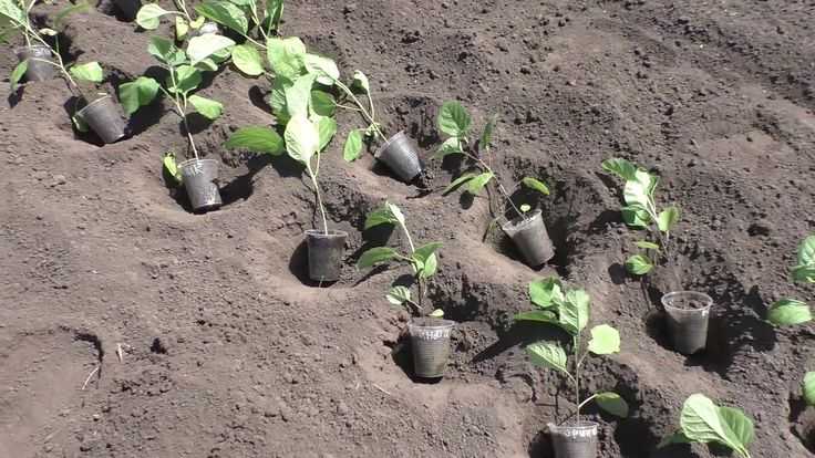 Когда и как высаживать рассаду баклажанов в открытый грунт и теплицу