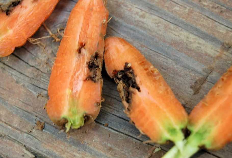 Морковная муха: методы спасения урожая от садового вредителя