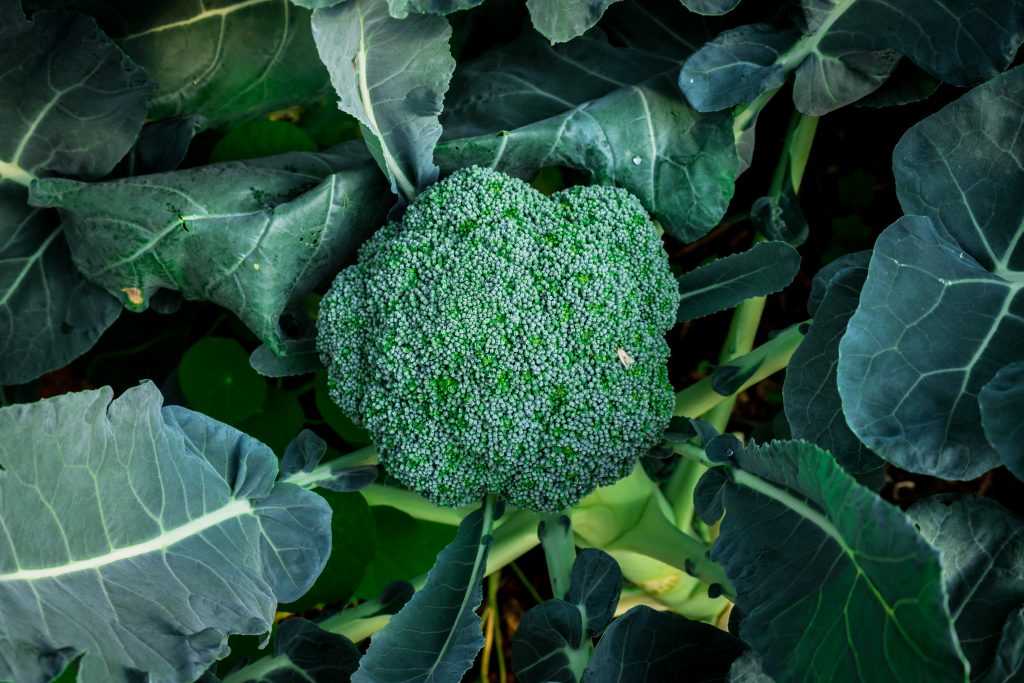 Семена капуста брокколи монако f1: описание сорта, фото