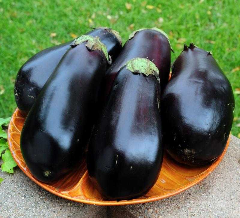 Баклажаны черный красавец: отзывы, описание сорта, выращивание и уход в открытом грунте