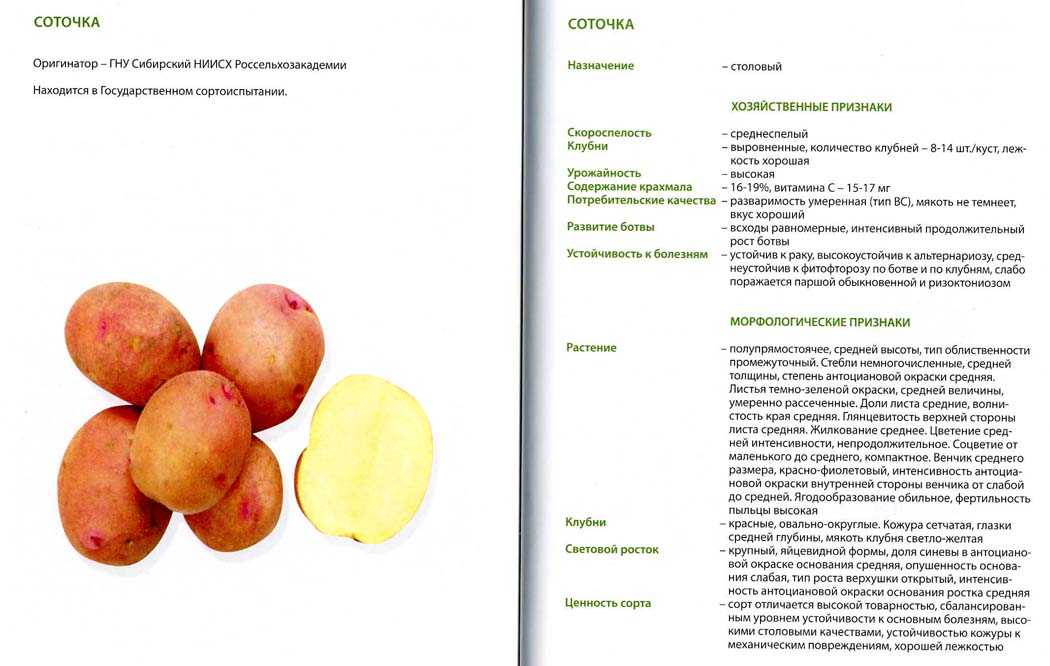 Выращиваем картофель журавинка: характеристика и описание сорта, фото