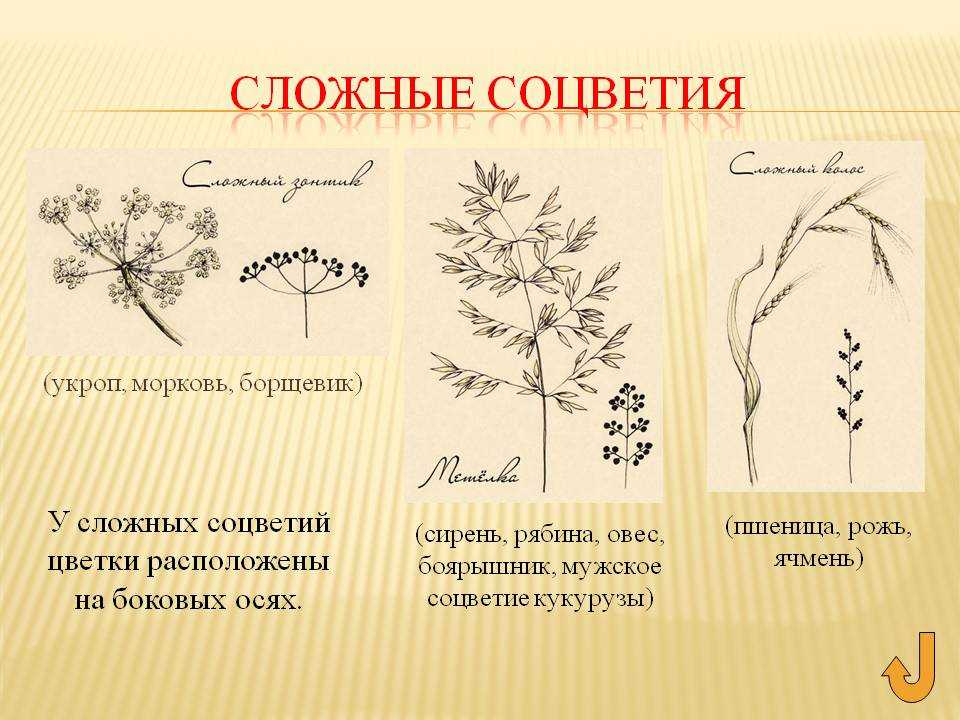 Семейства растений - классы и виды с названиями, типы и характерные признаки