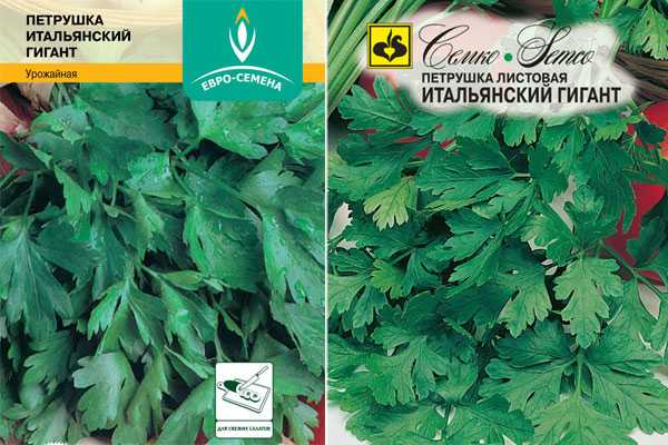 ᐉ петрушка итальянский гигант: описание сорта, выращивание, фото, отзывы - zookovcheg.ru