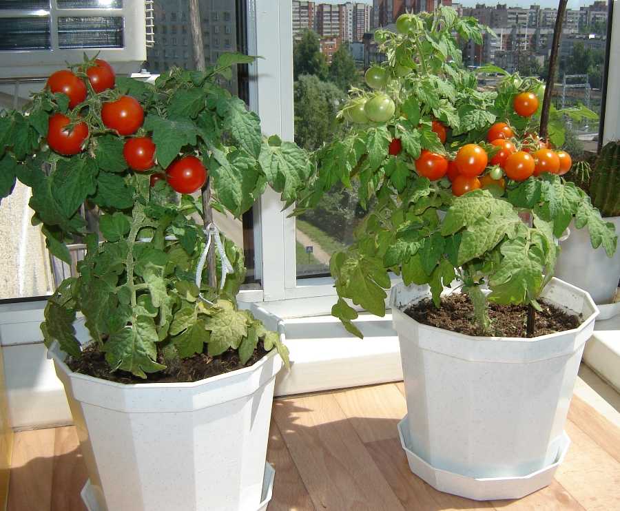 Как выращивать помидоры на подоконнике. выбираем сорт и уход