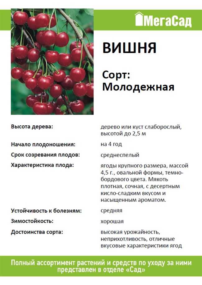 Шубинка вишня: характеристика и описание сорта, выращивание и уход