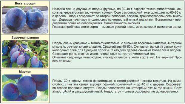 Жимолость золушка: описание сорта с характеристикой и отзывами, особенности посадки и выращивания и ухода, фото