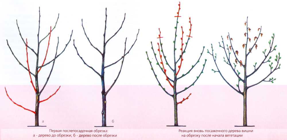 Обрезка вишни: как правильно обрезать кустовую и другие виды, схемы для начинающих, проведение процедуры весной, летом, зимой, осенью в зависимости от возраста