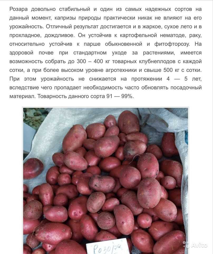 Сорт картофеля удача: описание, фото, отзывы огородников