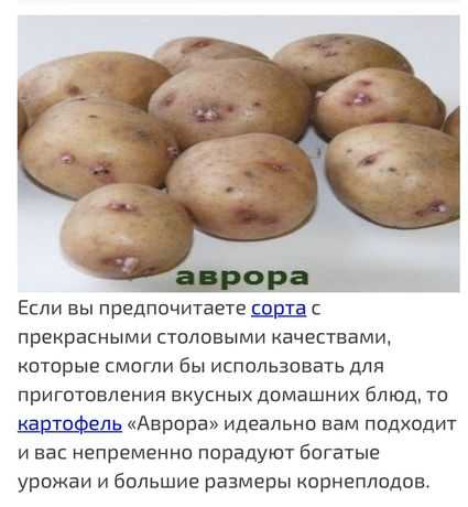 Картофель вега: характеристика и описание сорта, фото картошки, отзывы тех, кто её выращивал