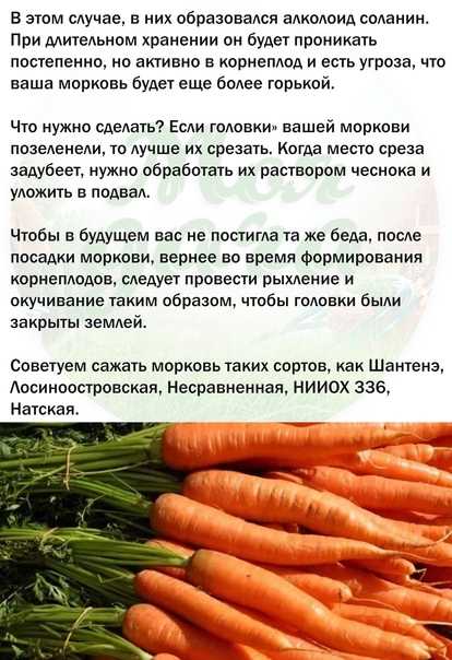 Морковные почему. всхожесть семян, горечь корнеплодов / асиенда.ру